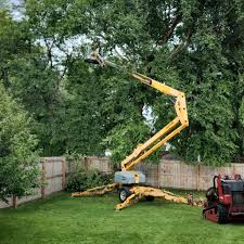 Best Tree Trimming and Pruning  in Belle Glade, FL